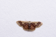 Idaea methaemaria