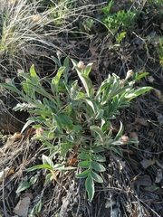 Psephellus sibiricus