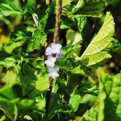 Stachytarpheta calderonii