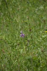 Orchis militaris