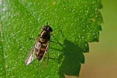 Parasyrphus punctulatus