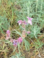 Geranium linearilobum