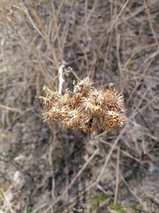 Arctium tomentosum