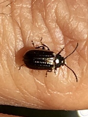 Microtheca