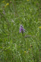 Orchis militaris