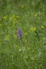 Orchis militaris