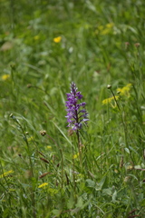 Orchis militaris