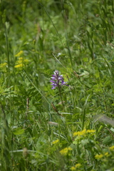 Orchis militaris