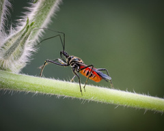 Sphedanolestes pubinotum