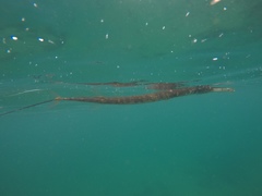 Fistularia tabacaria