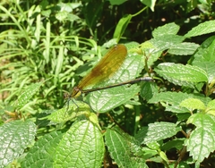 Mnais andersoni