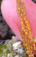 Abietinaria