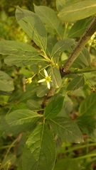 Euonymus europaeus
