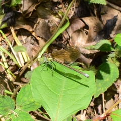 Mnais andersoni