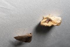 Chalcoscelides castaneipars