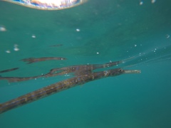 Fistularia tabacaria