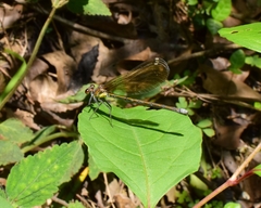 Mnais andersoni