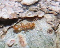 Nesomyrmex