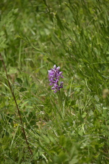 Orchis militaris