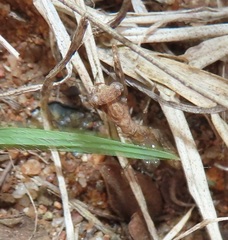 Chroicopteridae