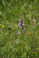 Orchis militaris