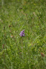 Orchis militaris