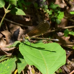 Mnais andersoni