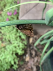 Noctua pronuba