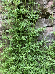 Galium aparine