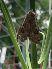 Noctua pronuba