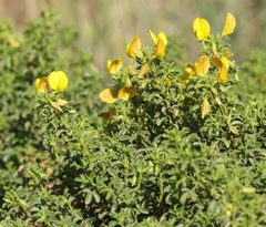 Ononis ramosissima