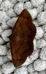 Mecodina bisignata