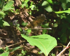Mnais andersoni