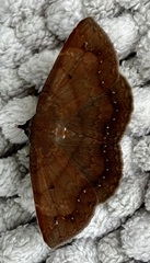 Mecodina bisignata