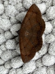 Mecodina bisignata