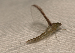 Callibaetis floridanus