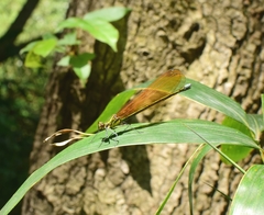 Mnais andersoni