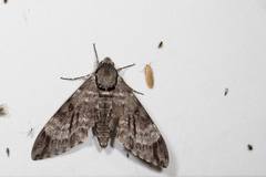 Notonagemia analis gressitti