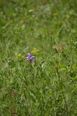 Orchis militaris