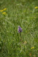Orchis militaris