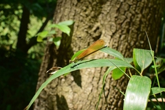Mnais andersoni