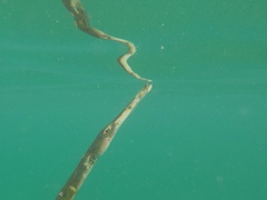 Fistularia tabacaria