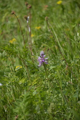 Orchis militaris