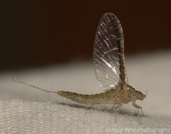 Callibaetis floridanus