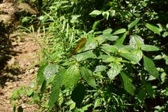 Mnais andersoni