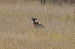 Damaliscus lunatus lunatus