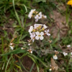 Arabidopsis arenosa