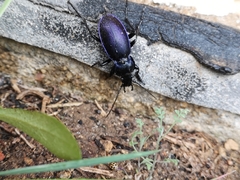 Carabus scheidleri