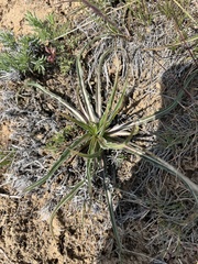 Nothocalais troximoides