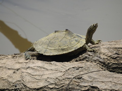 Graptemys sabinensis